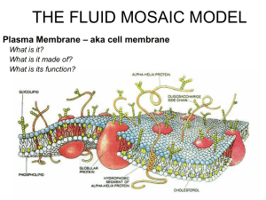 THE FLUID MOSAIC MODEL – aka cell membrane Plasma Membrane What is it?