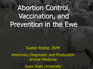 Abortion Control, Vaccination, and Prevention in the Ewe Suelee Robbe, DVM