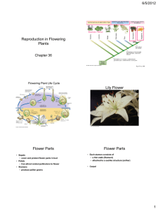 Reproduction in Flowering Plants Lily Flower Flower Parts