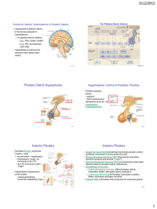 3/12/2012 Endocrine Glands: Hypothalamus &amp; Pituitary Glands