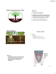3/12/2012 Chapter 35 Roots and mineral nutrition