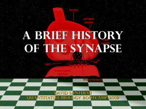 A BRIEF HISTORY OF THE SYNAPSE DAVID SANTUCCI QUANTITATIVE BIOLOGY BOOTCAMP 2009
