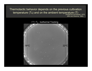 Thermotactic behavior depends on the previous cultivation temperature (T