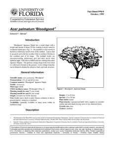 Acer palmatum ‘Bloodgood’ Introduction October, 1999 Fact Sheet FPS-9
