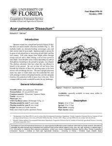 Acer palmatum ‘Dissectum’ Introduction October, 1999 Fact Sheet FPS-10