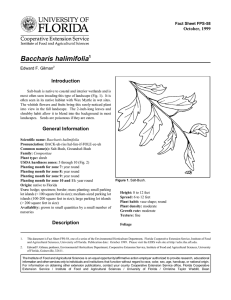 Baccharis halimifolia Introduction October, 1999 Fact Sheet FPS-58