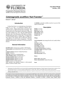 Calamagrostis acutiflora ‘Karl Foerster’ Introduction Description October, 1999