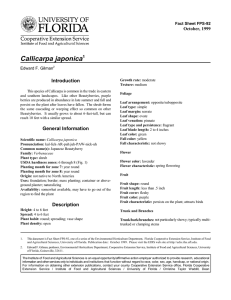 Callicarpa japonica Introduction October, 1999 Fact Sheet FPS-92