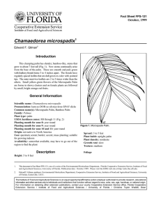 Chamaedorea microspadix Introduction October, 1999 Fact Sheet FPS-121