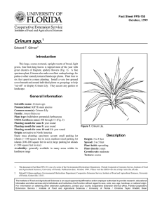 Crinum spp. Introduction October, 1999 Fact Sheet FPS-155