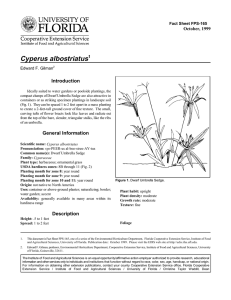 Cyperus albostriatus Introduction October, 1999 Fact Sheet FPS-165