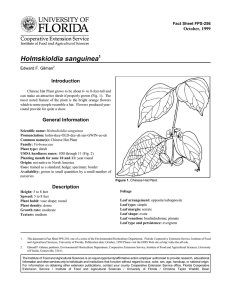 Holmskioldia sanguinea Introduction October, 1999 Fact Sheet FPS-256