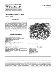 Hydrangea macrophylla Introduction October, 1999 Fact Sheet FPS-258