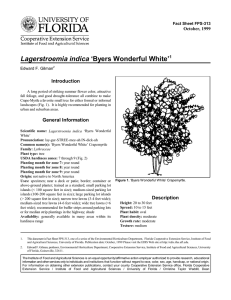 Lagerstroemia indica ‘Byers Wonderful White’ Introduction October, 1999 Fact Sheet FPS-313