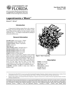 Lagerstroemia x ‘Miami’ Introduction October, 1999 Fact Sheet FPS-325
