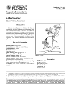 Lobelia erinus Introduction October, 1999 Fact Sheet FPS-351