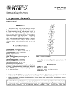 Loropetalum chinensis Introduction October, 1999 Fact Sheet FPS-355
