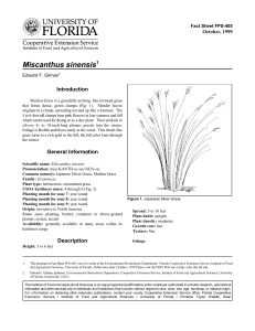 Miscanthus sinensis Introduction October, 1999 Fact Sheet FPS-405
