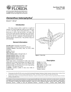 Osmanthus heterophyllus Introduction October, 1999 Fact Sheet FPS-450