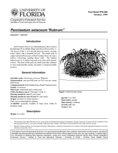Pennisetum setaceum ‘Rubrum’ Introduction October, 1999 Fact Sheet FPS-464