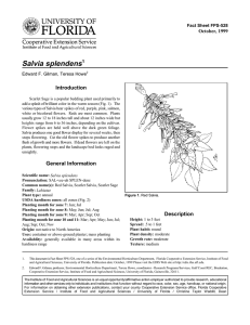 Salvia splendens Introduction October, 1999 Fact Sheet FPS-528