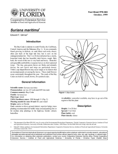Suriana maritima Introduction October, 1999 Fact Sheet FPS-565