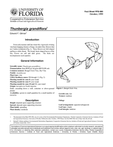 Thunbergia grandiflora Introduction October, 1999 Fact Sheet FPS-580