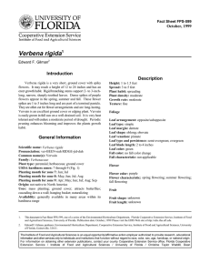 Verbena rigida Introduction Description October, 1999
