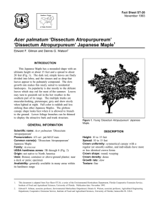Acer palmatum ‘Dissectum Atropurpureum’ ‘Dissectum Atropurpureum’ Japanese Maple Fact Sheet ST-26 1