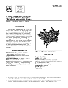 Acer palmatum ‘Ornatum’ ‘Ornatum’ Japanese Maple Fact Sheet ST-27 1