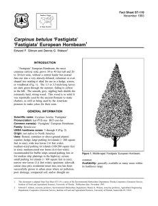 Carpinus betulus ‘Fastigiata’ ‘Fastigiata’ European Hornbeam Fact Sheet ST-119 1