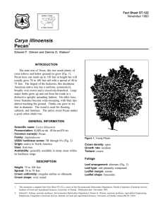 Carya illinoensis Pecan Fact Sheet ST-122 1