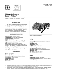 Chilopsis linearis Desert-Willow Fact Sheet ST-159 1
