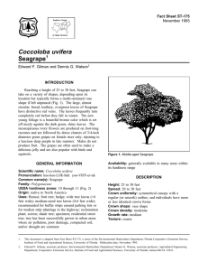 Coccoloba uvifera Seagrape Fact Sheet ST-175 1