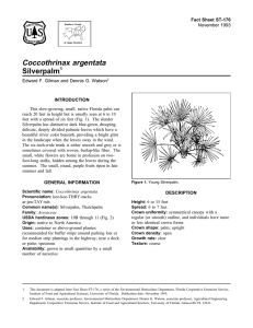 Coccothrinax argentata Silverpalm Fact Sheet ST-176 1