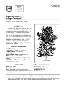 Fagus sylvatica European Beech Fact Sheet ST-244 1