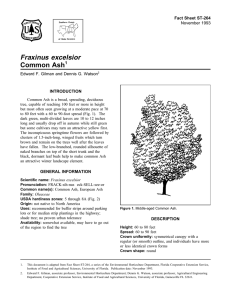 Fraxinus excelsior Common Ash Fact Sheet ST-264 1