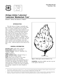 Ginkgo biloba ‘Lakeview’ ‘Lakeview’ Maidenhair Tree Fact Sheet ST-277 1