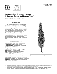 Ginkgo biloba ‘Princeton Sentry’ ‘Princeton Sentry’ Maidenhair Tree Fact Sheet ST-278 1