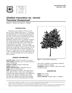 Gleditsia triacanthos var. inermis Thornless Honeylocust Fact Sheet ST-279 1
