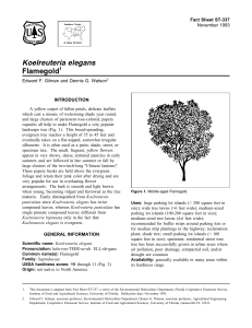 Koelreuteria elegans Flamegold Fact Sheet ST-337 1