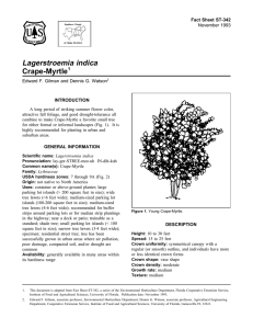 Lagerstroemia indica Crape-Myrtle Fact Sheet ST-342 1
