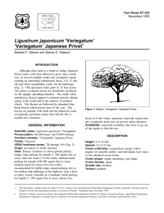 Ligustrum japonicum ‘Variegatum’ ‘Variegatum’ Japanese Privet Fact Sheet ST-353 1