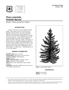 Picea orientalis Oriental Spruce Fact Sheet ST-452 1