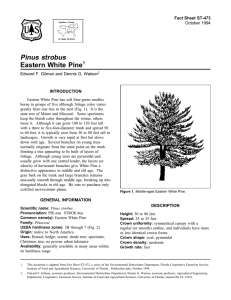 Pinus strobus Eastern White Pine Fact Sheet ST-473 1