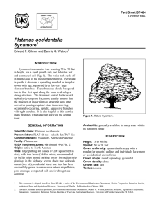Platanus occidentalis Sycamore Fact Sheet ST-484 1