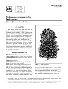 Podocarpus macrophyllus Podocarpus Fact Sheet ST-495 1