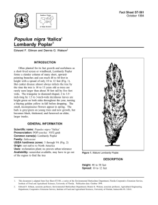 Populus nigra ‘Italica’ Lombardy Poplar Fact Sheet ST-501 1
