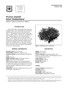 Prunus maackii Amur Chokecherry Fact Sheet ST-510 1