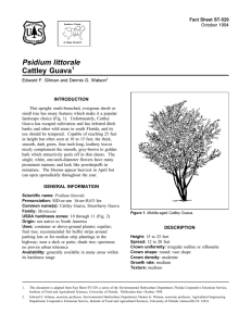 Psidium littorale Cattley Guava Fact Sheet ST-529 1